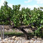 Galets, Kieselstein 'gesättigte' Böden sind ein typisches Terroir in Châteauneuf du Pape, Rhône