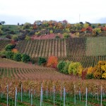 Der Rote Hang bei Nierstein - der Tonschiefer prägt die Lage und die Weine