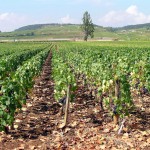 Flächen wurden auch im noblen Burgund bis ins Flachland ausgeweitet