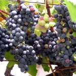 Gesunde Trauben, Voraussetzung für guten Wein