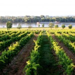 Rheingau, ein träges Schiff?